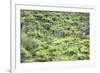 Strand of Tree Ferns on Waiomu Kauri Grove Trail-Ian-Framed Photographic Print