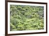 Strand of Tree Ferns on Waiomu Kauri Grove Trail-Ian-Framed Photographic Print