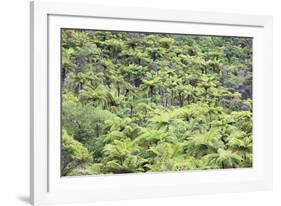 Strand of Tree Ferns on Waiomu Kauri Grove Trail-Ian-Framed Photographic Print