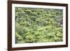 Strand of Tree Ferns on Waiomu Kauri Grove Trail-Ian-Framed Photographic Print