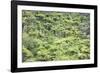 Strand of Tree Ferns on Waiomu Kauri Grove Trail-Ian-Framed Photographic Print