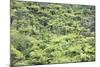 Strand of Tree Ferns on Waiomu Kauri Grove Trail-Ian-Mounted Photographic Print