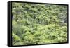 Strand of Tree Ferns on Waiomu Kauri Grove Trail-Ian-Framed Stretched Canvas