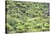 Strand of Tree Ferns on Waiomu Kauri Grove Trail-Ian-Stretched Canvas