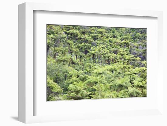 Strand of Tree Ferns on Waiomu Kauri Grove Trail-Ian-Framed Photographic Print