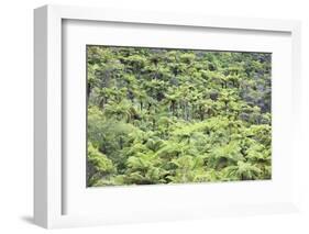 Strand of Tree Ferns on Waiomu Kauri Grove Trail-Ian-Framed Photographic Print
