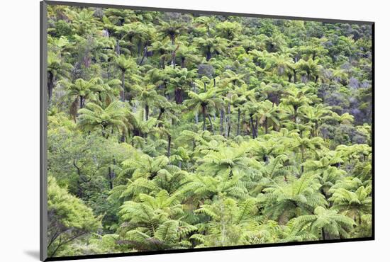 Strand of Tree Ferns on Waiomu Kauri Grove Trail-Ian-Mounted Photographic Print