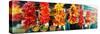 Strands of Chili Peppers Hanging in a Market Stall, Pike Place Market, Seattle, King County, WA-null-Stretched Canvas