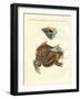 Strange Amphibians-null-Framed Giclee Print