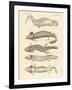 Strange Amphibians-null-Framed Giclee Print