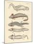 Strange Amphibians-null-Mounted Giclee Print