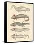Strange Amphibians-null-Framed Stretched Canvas