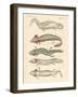 Strange Amphibians-null-Framed Giclee Print