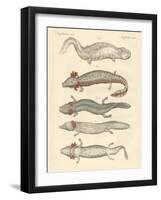 Strange Amphibians-null-Framed Giclee Print