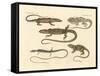 Strange Amphibians-null-Framed Stretched Canvas