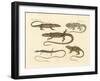 Strange Amphibians-null-Framed Giclee Print