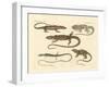 Strange Amphibians-null-Framed Giclee Print