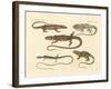 Strange Amphibians-null-Framed Giclee Print