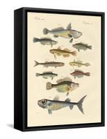 Strange and Beautiful Fish-null-Framed Stretched Canvas