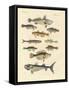 Strange and Beautiful Fish-null-Framed Stretched Canvas