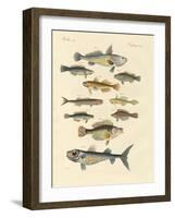 Strange and Beautiful Fish-null-Framed Giclee Print