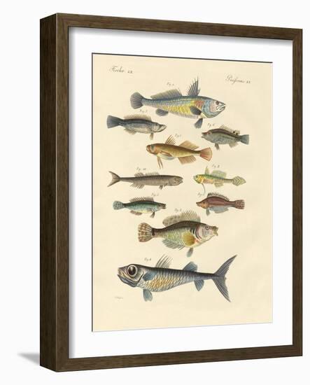 Strange and Beautiful Fish-null-Framed Giclee Print