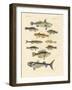 Strange and Beautiful Fish-null-Framed Giclee Print