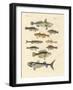 Strange and Beautiful Fish-null-Framed Giclee Print