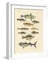 Strange and Beautiful Fish-null-Framed Giclee Print