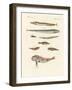 Strange and Beautiful Fish-null-Framed Giclee Print