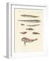 Strange and Beautiful Fish-null-Framed Giclee Print