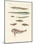 Strange and Beautiful Fish-null-Mounted Giclee Print
