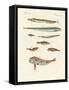 Strange and Beautiful Fish-null-Framed Stretched Canvas