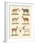 Strange Antelopes-null-Framed Giclee Print