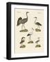 Strange Beach Birds-null-Framed Giclee Print