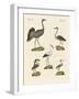 Strange Beach Birds-null-Framed Giclee Print