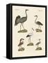 Strange Beach Birds-null-Framed Stretched Canvas