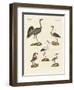 Strange Beach Birds-null-Framed Giclee Print