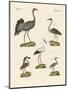 Strange Beach Birds-null-Mounted Giclee Print