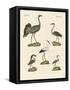 Strange Beach Birds-null-Framed Stretched Canvas