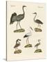 Strange Beach Birds-null-Stretched Canvas
