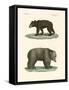 Strange Bears-null-Framed Stretched Canvas