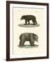 Strange Bears-null-Framed Giclee Print