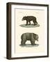 Strange Bears-null-Framed Giclee Print