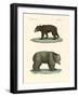 Strange Bears-null-Framed Giclee Print