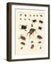 Strange Beetles-null-Framed Giclee Print