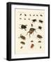 Strange Beetles-null-Framed Giclee Print