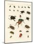 Strange Beetles-null-Mounted Giclee Print