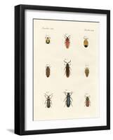 Strange Beetles-null-Framed Giclee Print