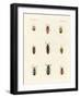 Strange Beetles-null-Framed Giclee Print